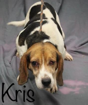 Kris Hughes, a Adoptable Beagle in Waldorf, MD image 4/4
