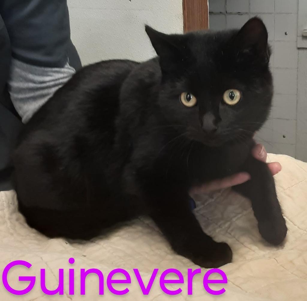 Enlarge Guinevere, a Adopted American Shorthair in Mena, AR image 1/2