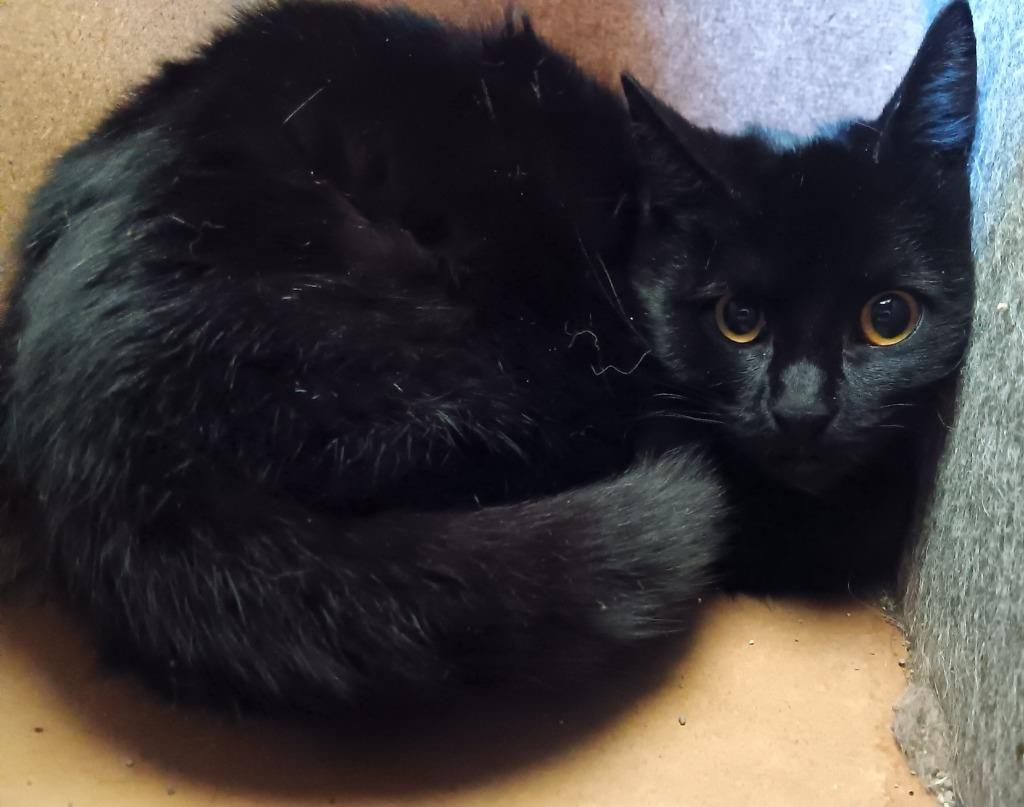 Enlarge Guinevere, a Adopted American Shorthair in Mena, AR image 2/2