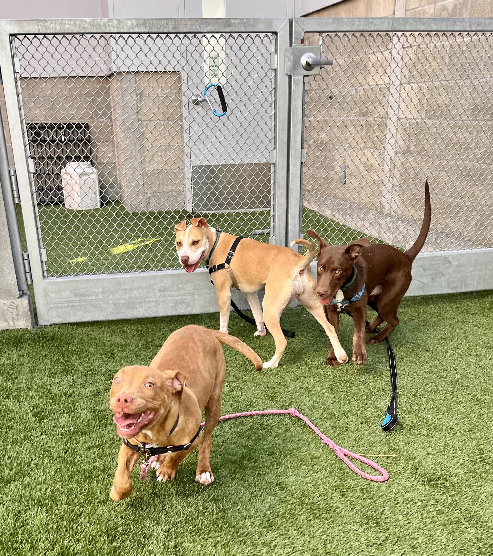 Maia, Adoptable, Young Female Pit Bull Terrier.