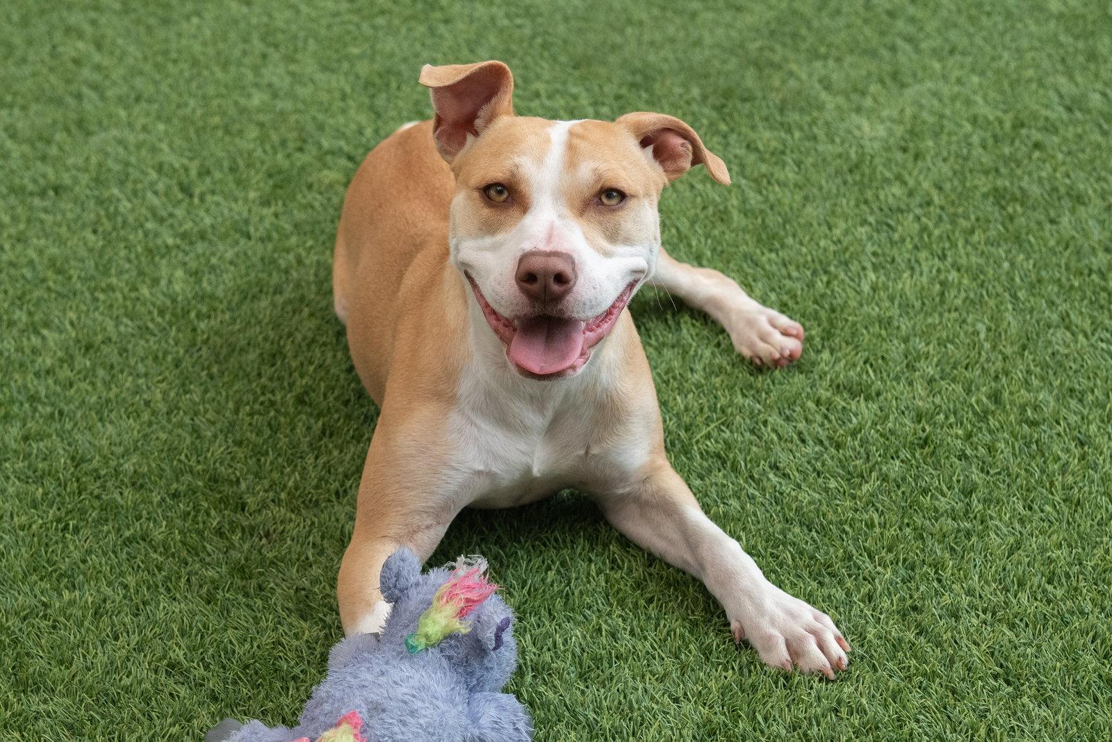Enlarge Maia, a Adoptable Pit Bull Terrier in Burlingame, CA image 3/3