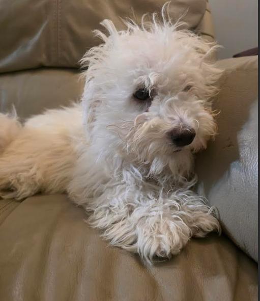 Enlarge Coco, a Adoptable mixed breed in Denver , CO image 2/6