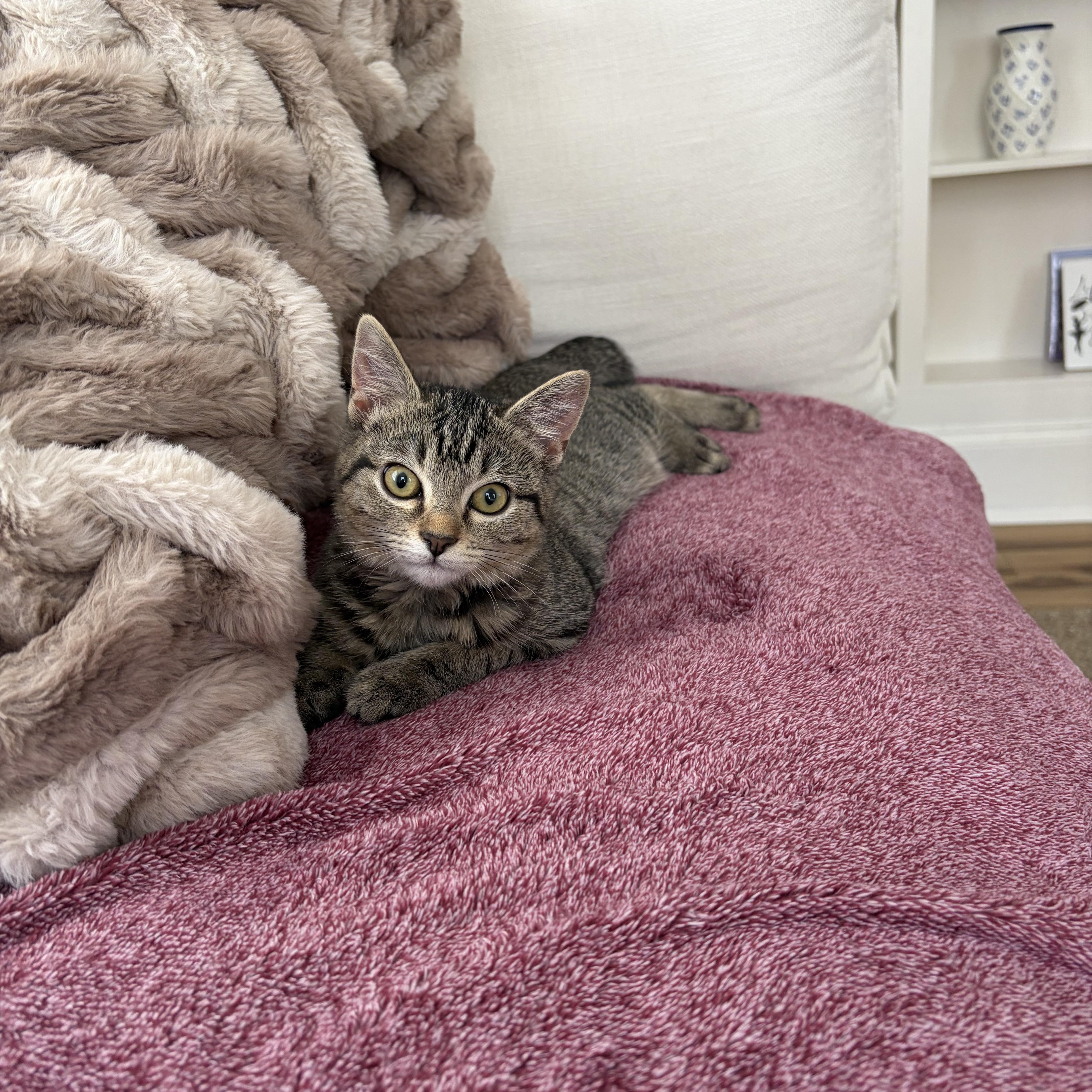 Enlarge Janice, a Adoptable Domestic Short Hair in Mississippi State, MS image 1/6