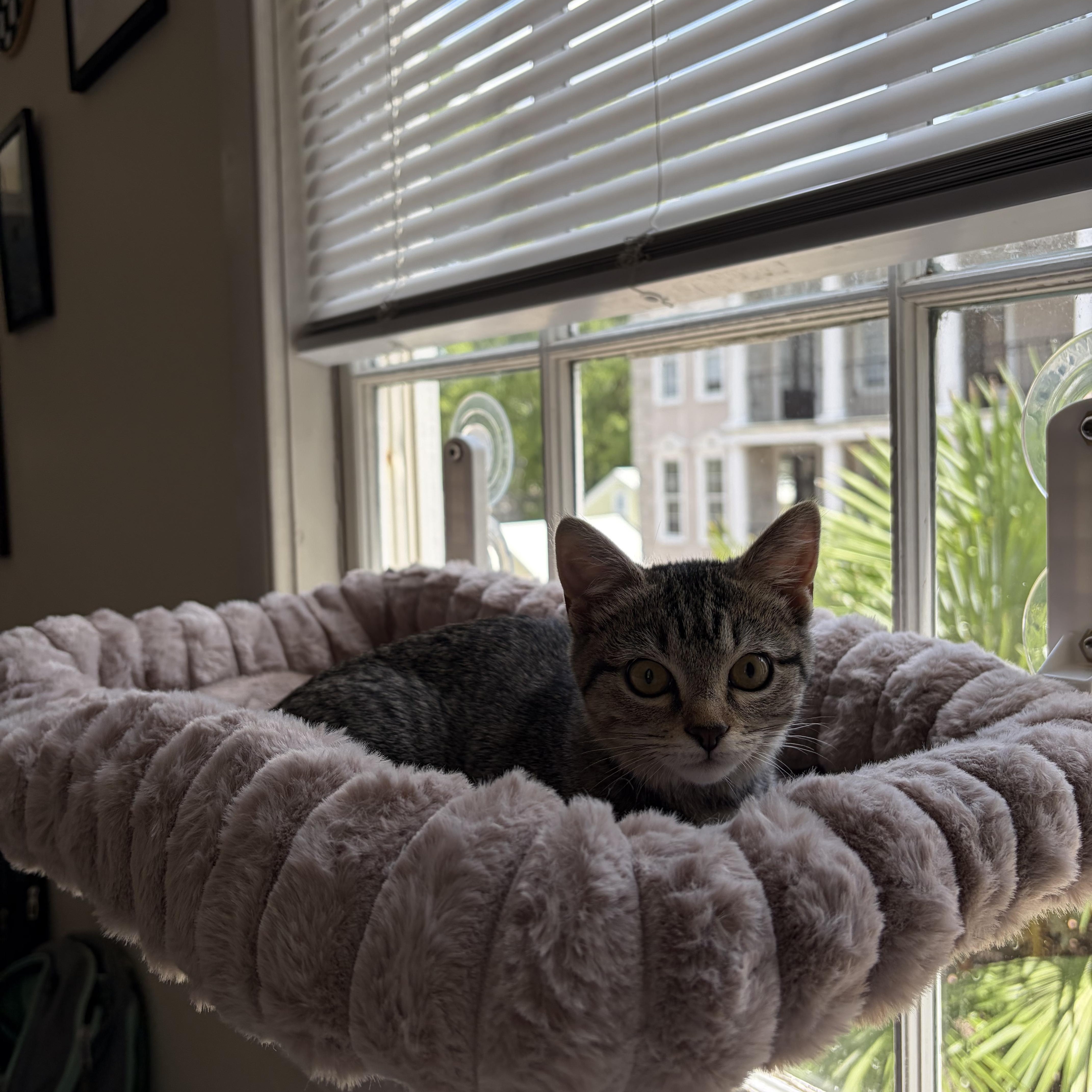 Enlarge Janice, a Adoptable Domestic Short Hair in Mississippi State, MS image 4/6