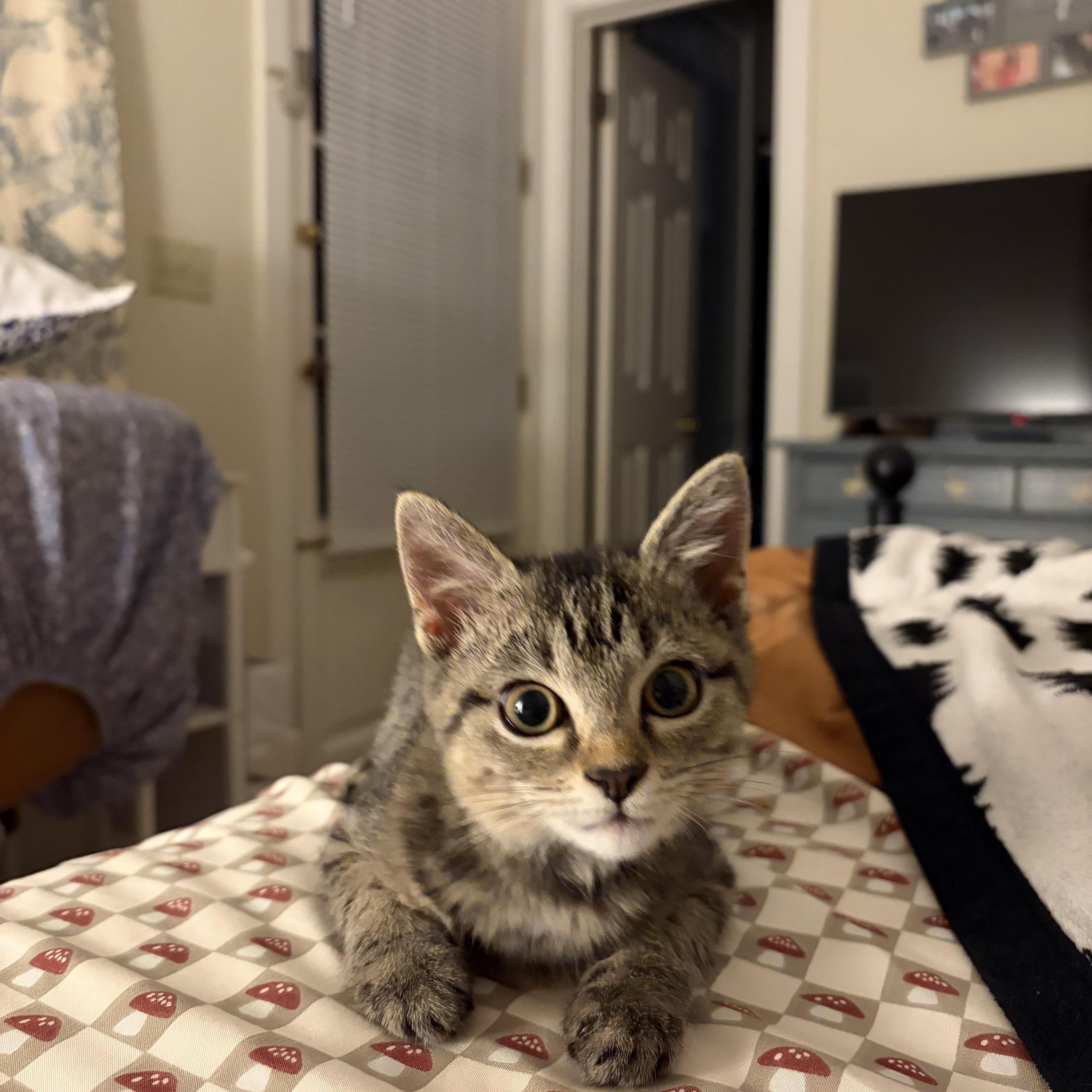 Enlarge Janice, a Adoptable Domestic Short Hair in Mississippi State, MS image 2/6
