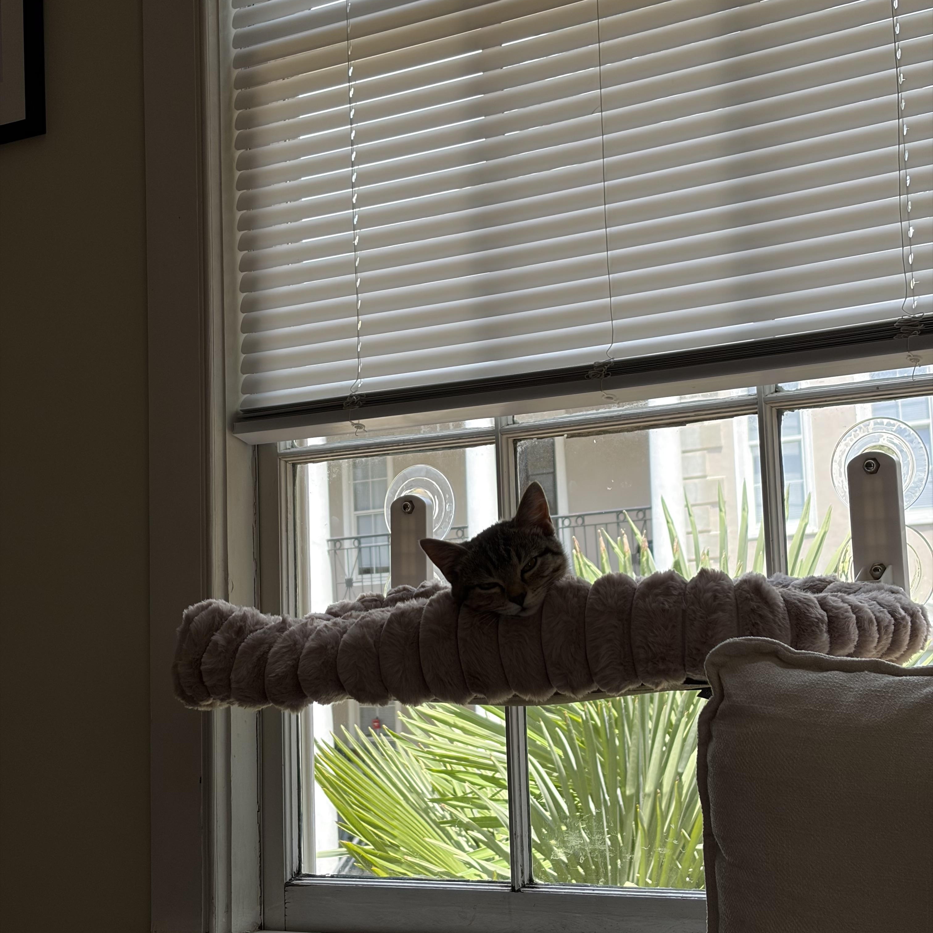 Enlarge Janice, a Adoptable Domestic Short Hair in Mississippi State, MS image 5/6