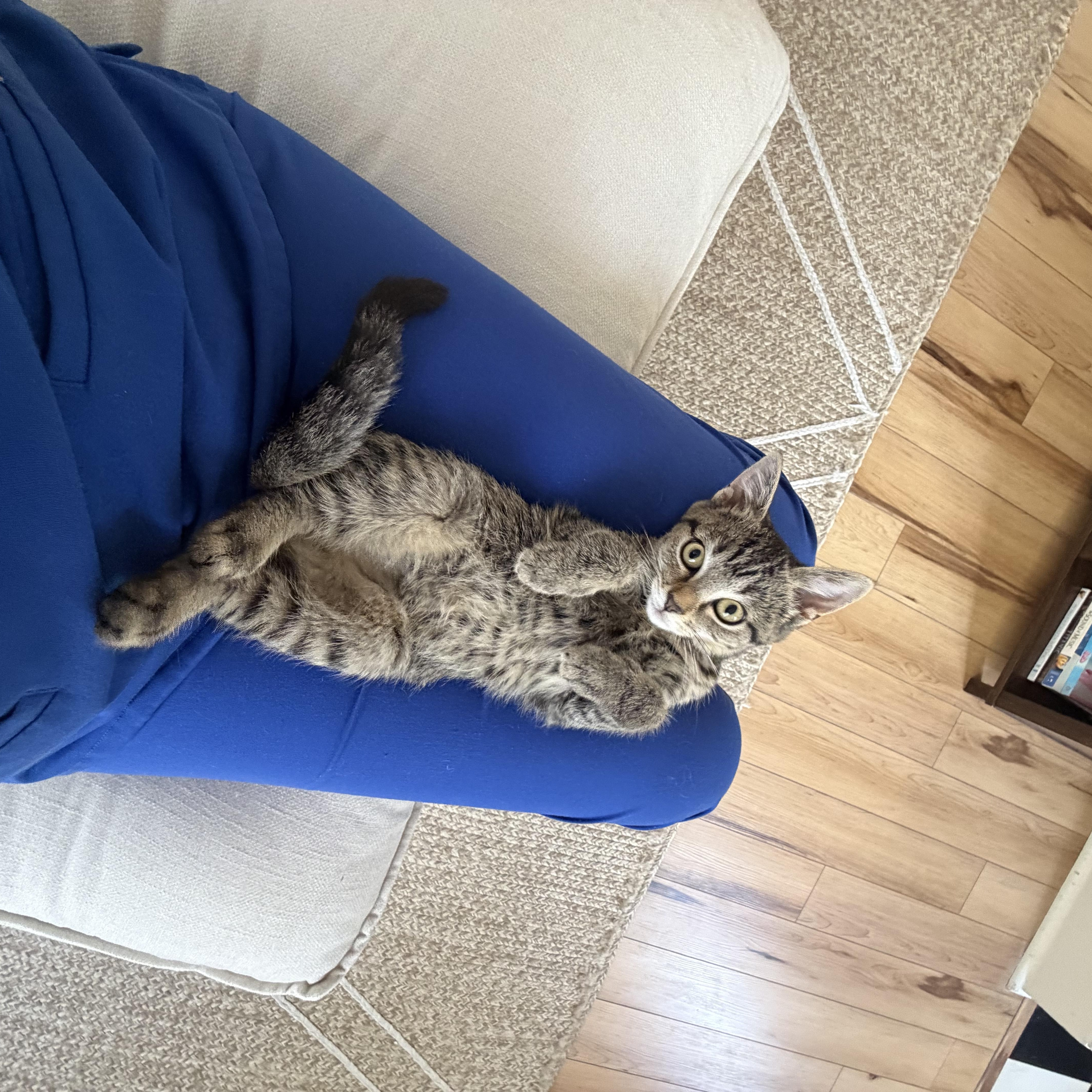 Enlarge Janice, a Adoptable Domestic Short Hair in Mississippi State, MS image 3/6