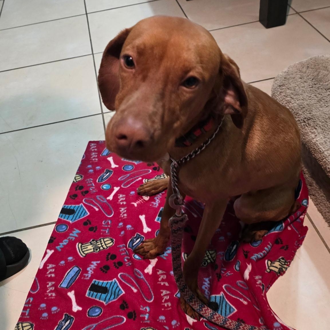 Enlarge Goose, a ADOPTABLE Vizsla in Hartford, CT image 1/5