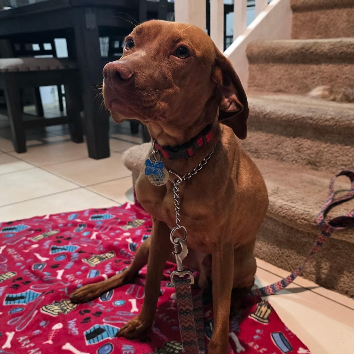 Enlarge Goose, a ADOPTABLE Vizsla in Hartford, CT image 3/5