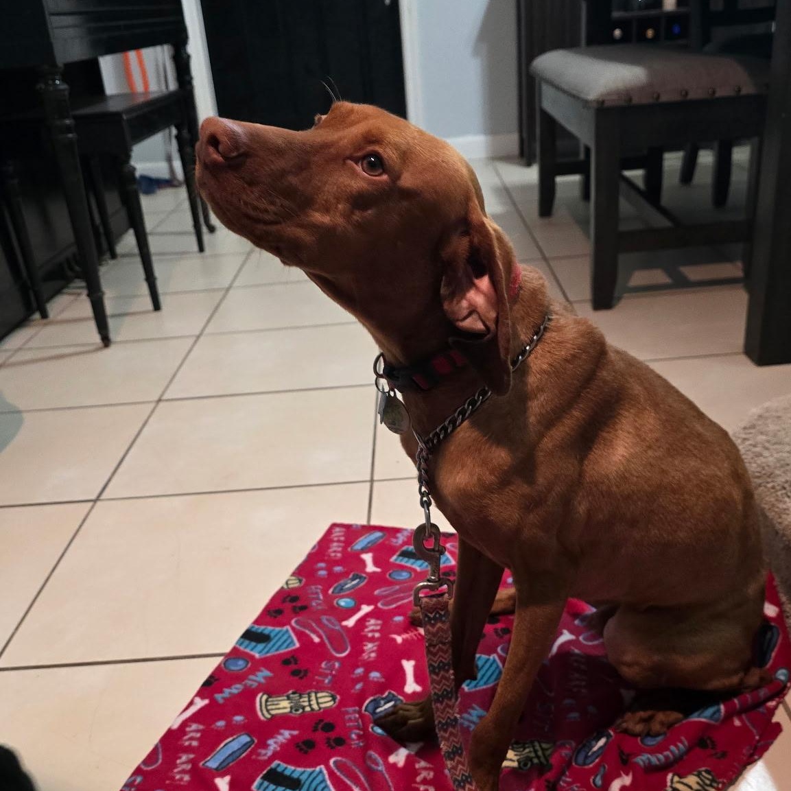 Enlarge Goose, a ADOPTABLE Vizsla in Hartford, CT image 4/5