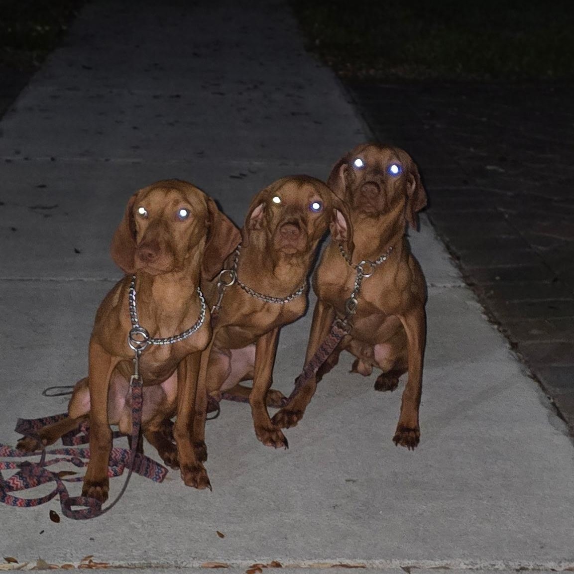 Enlarge Goose, a ADOPTABLE Vizsla in Hartford, CT image 5/5