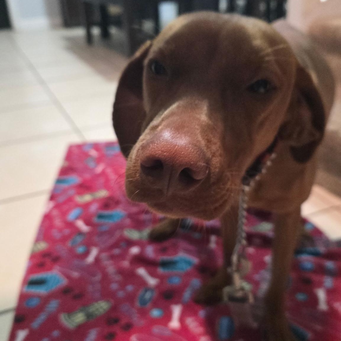 Enlarge Goose, a ADOPTABLE Vizsla in Hartford, CT image 2/5