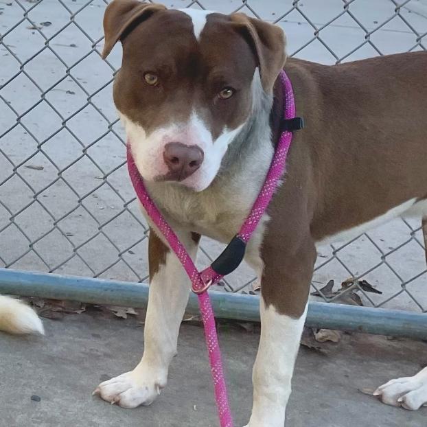 Enlarge Chowder 25-1780, a Adoptable Mixed Breed in Yanceyville, NC image 1/2