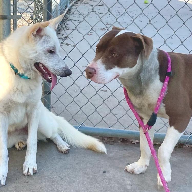 Enlarge Chowder 25-1780, a Adoptable Mixed Breed in Yanceyville, NC image 2/2