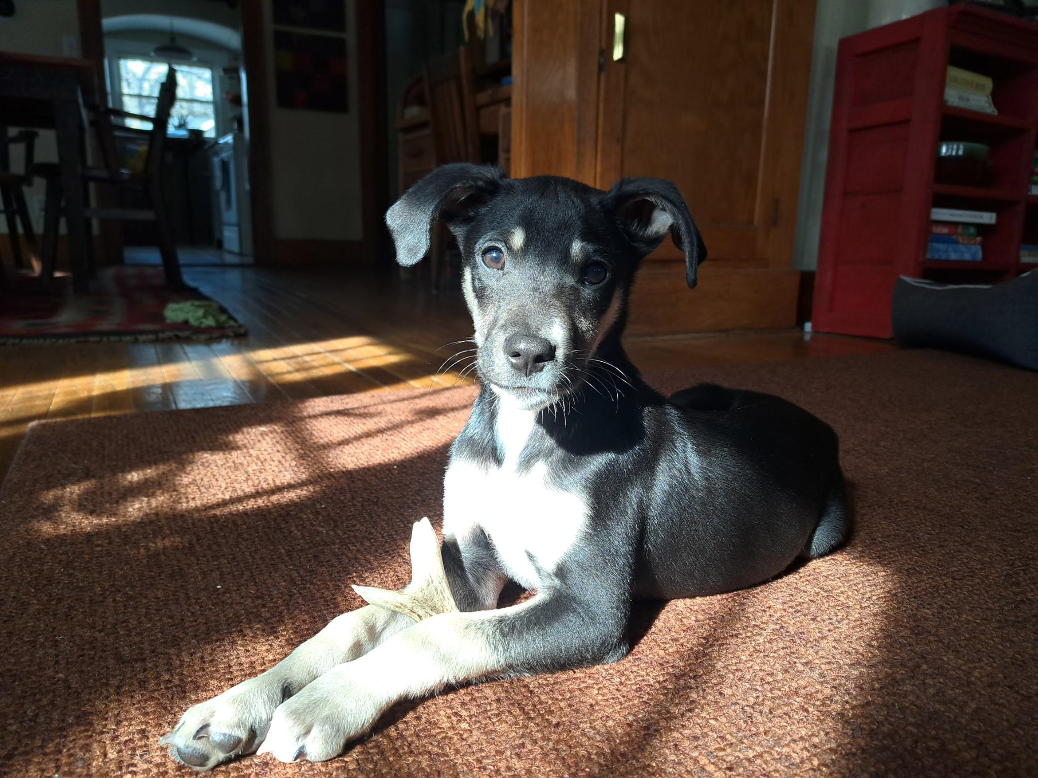 Enlarge Leonardo , an adopted mixed breed in Grand Rapids, MI image 2/3