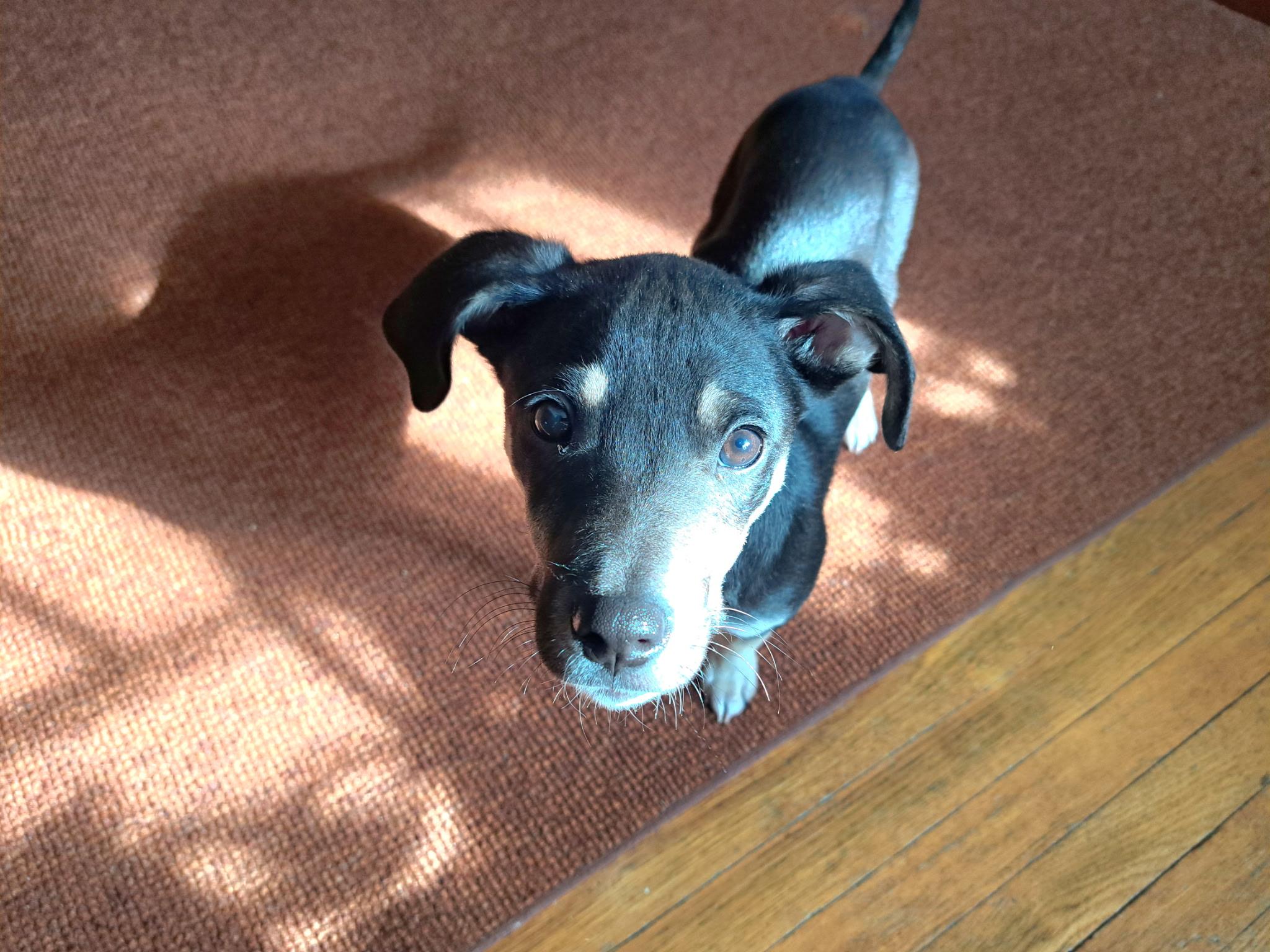 Enlarge Leonardo , an adopted mixed breed in Grand Rapids, MI image 3/3