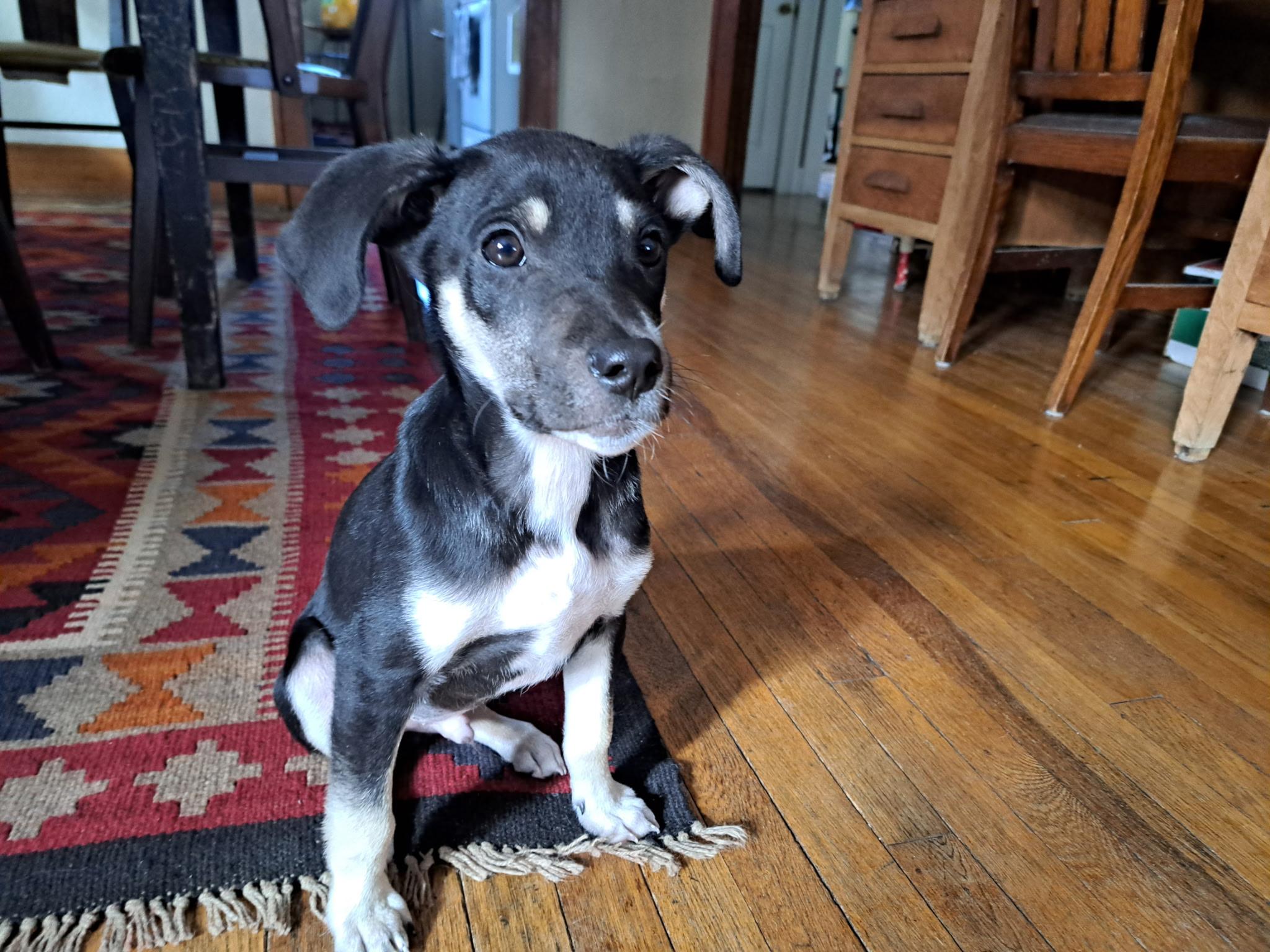 Enlarge Leonardo , an adopted mixed breed in Grand Rapids, MI image 1/3