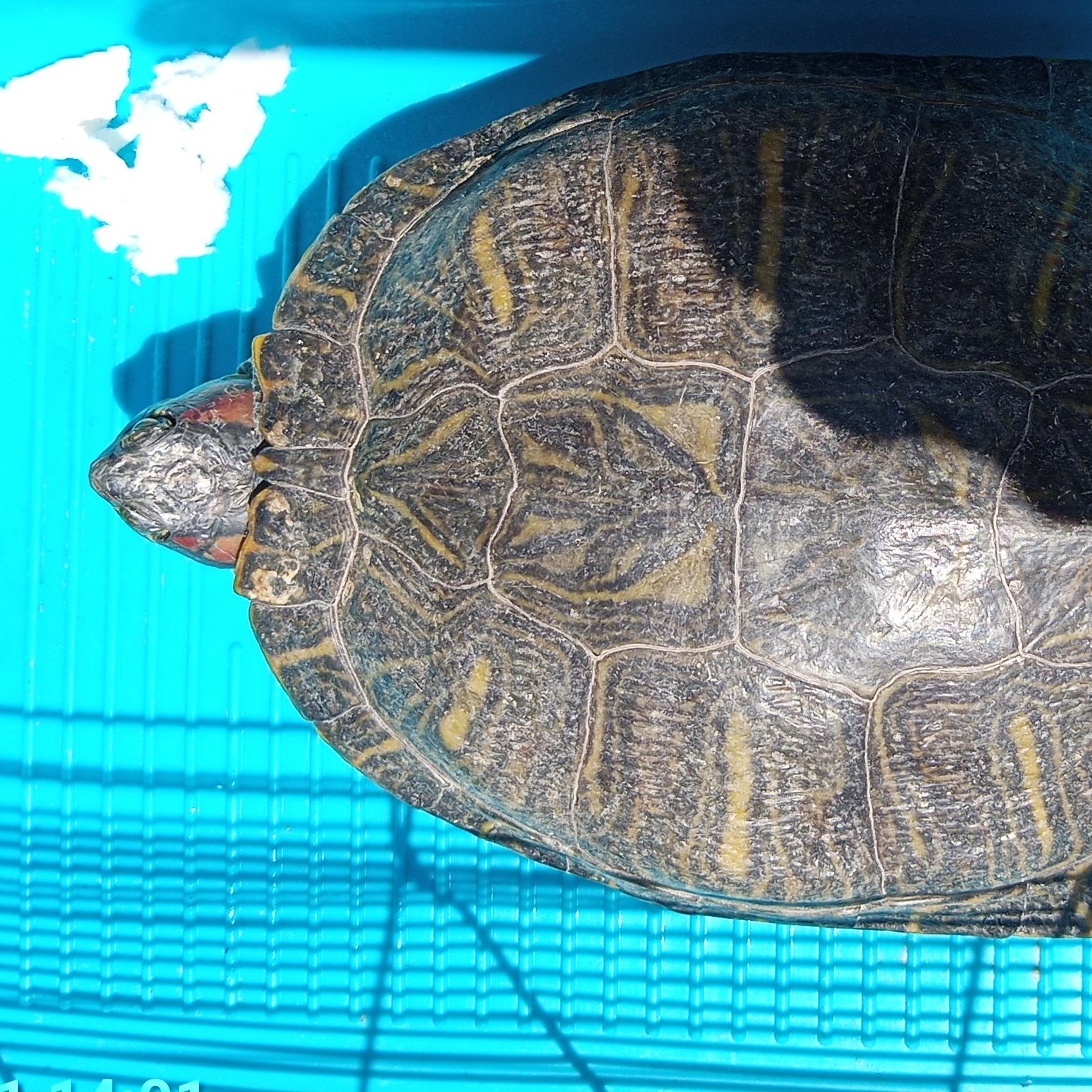 RES turtle 26-25, Adoptable, Adult Female Red-Eared Slider.