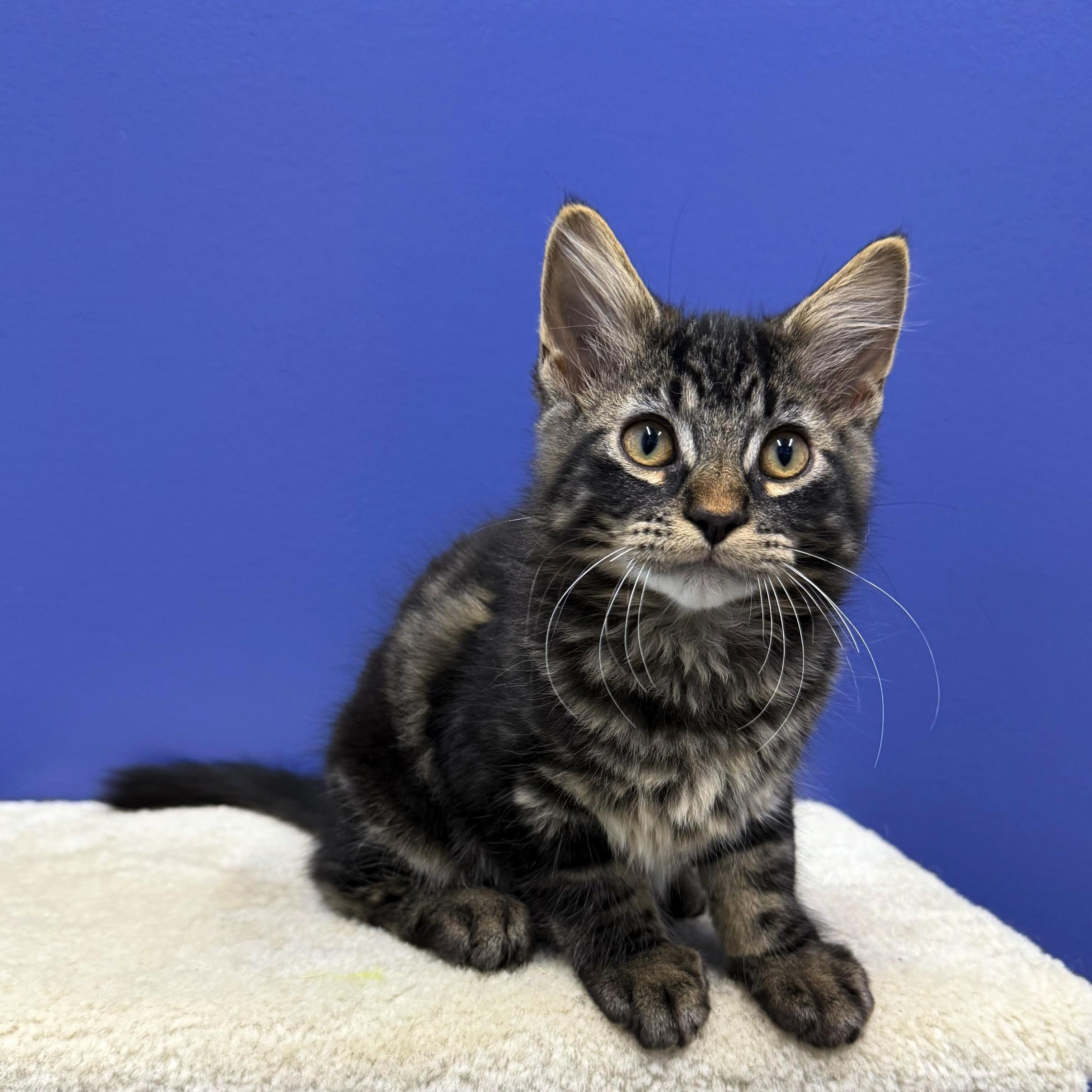 Chewy, Adoptable, Kitten Male Domestic Medium Hair & Maine Coon.