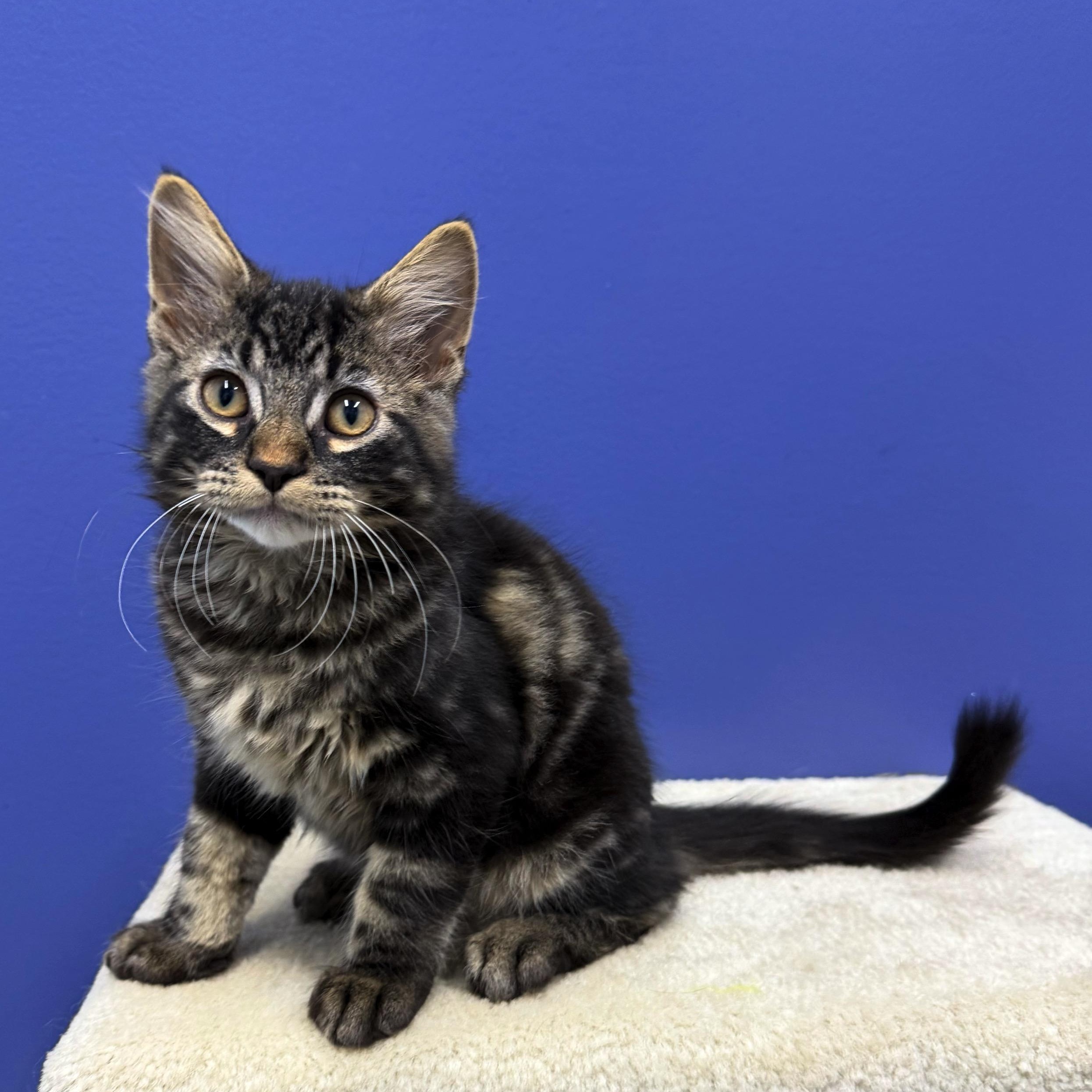 Chewy, a Adoptable mixed breed in High Ridge, MO image 2/4