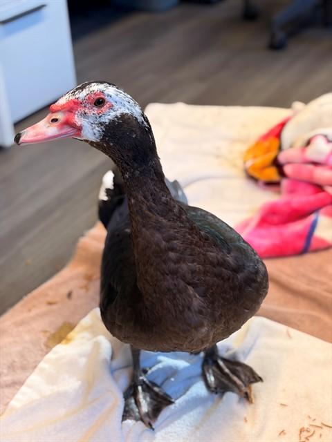 ALEJANDRO, Adoptable, Adult Male Duck.