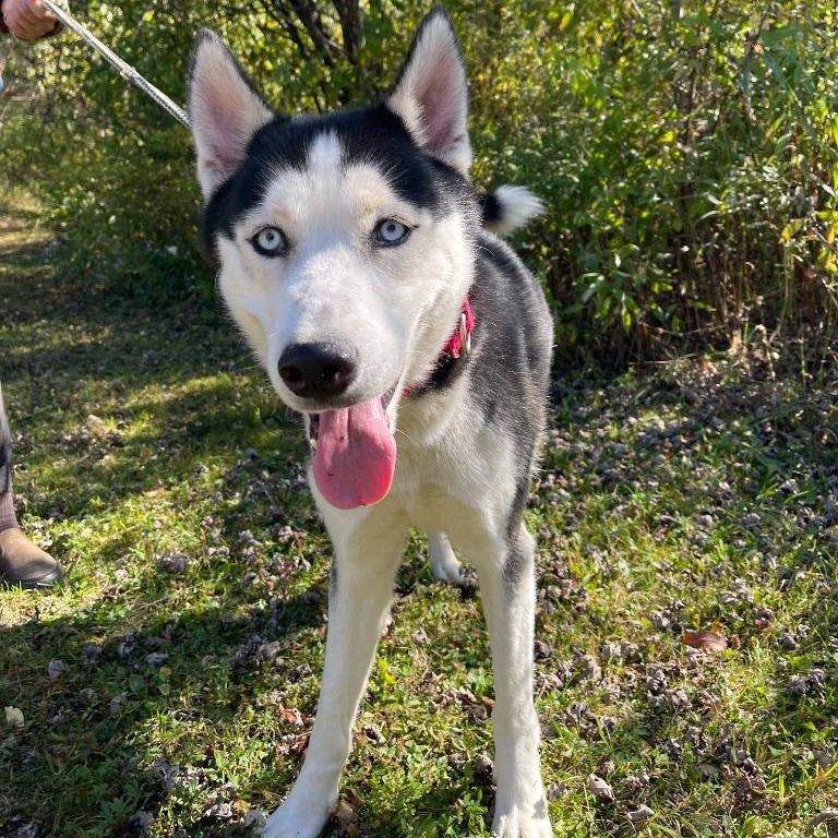 Enlarge Ernie, a Adoptable mixed breed in Olean, NY image 1/1