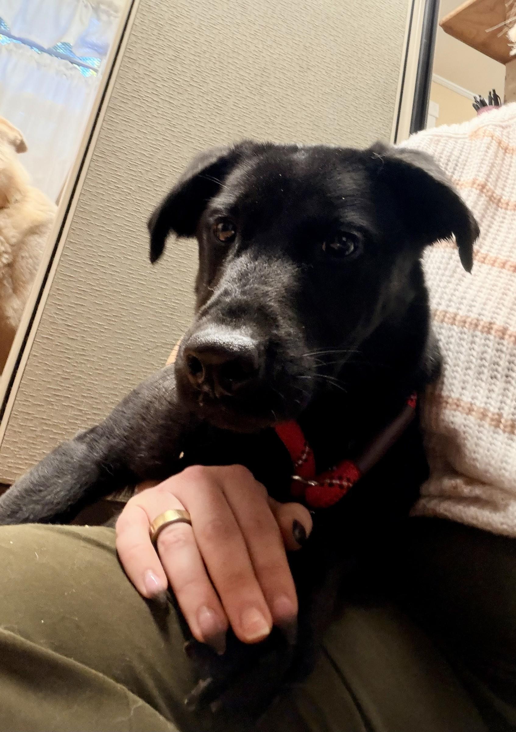 Enlarge Raisin, a Adoptable mixed breed in Petersburg, VA image 5/6