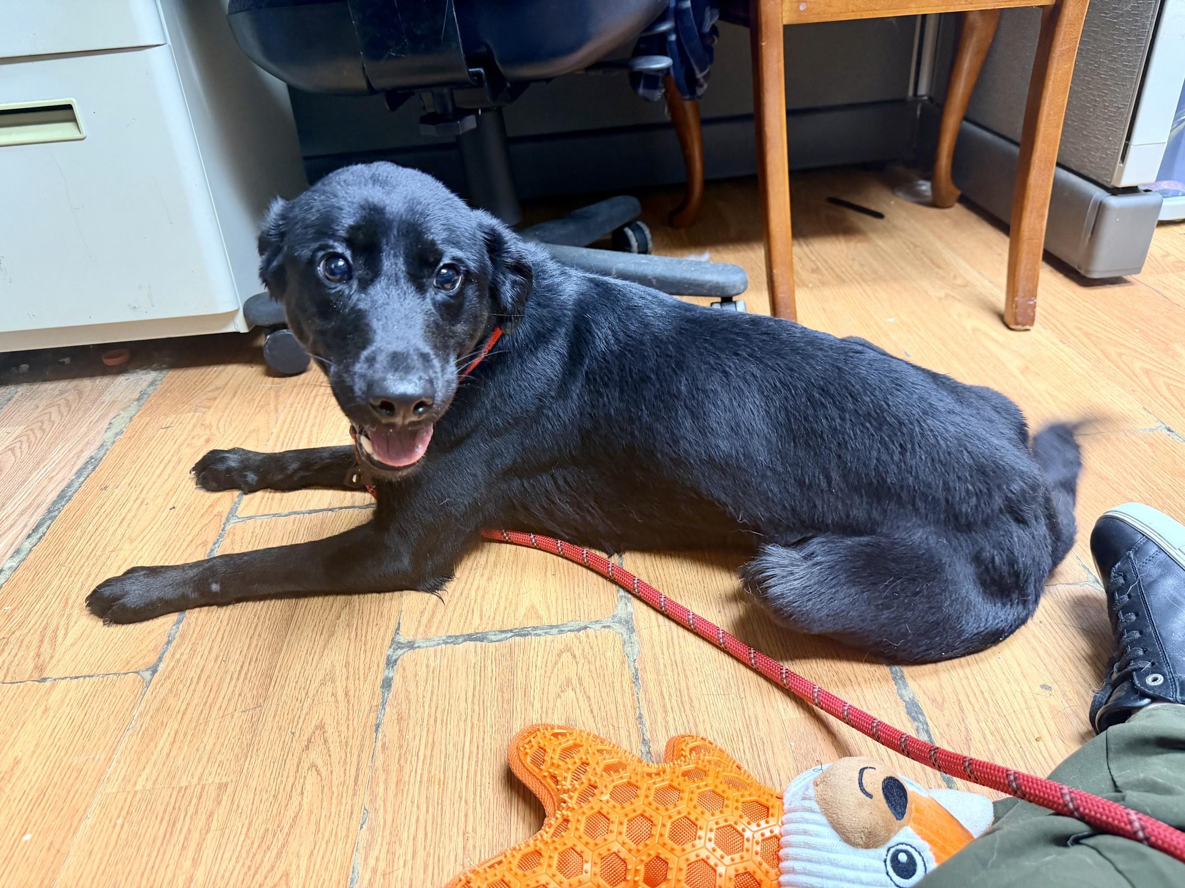 Enlarge Raisin, a Adoptable mixed breed in Petersburg, VA image 2/6