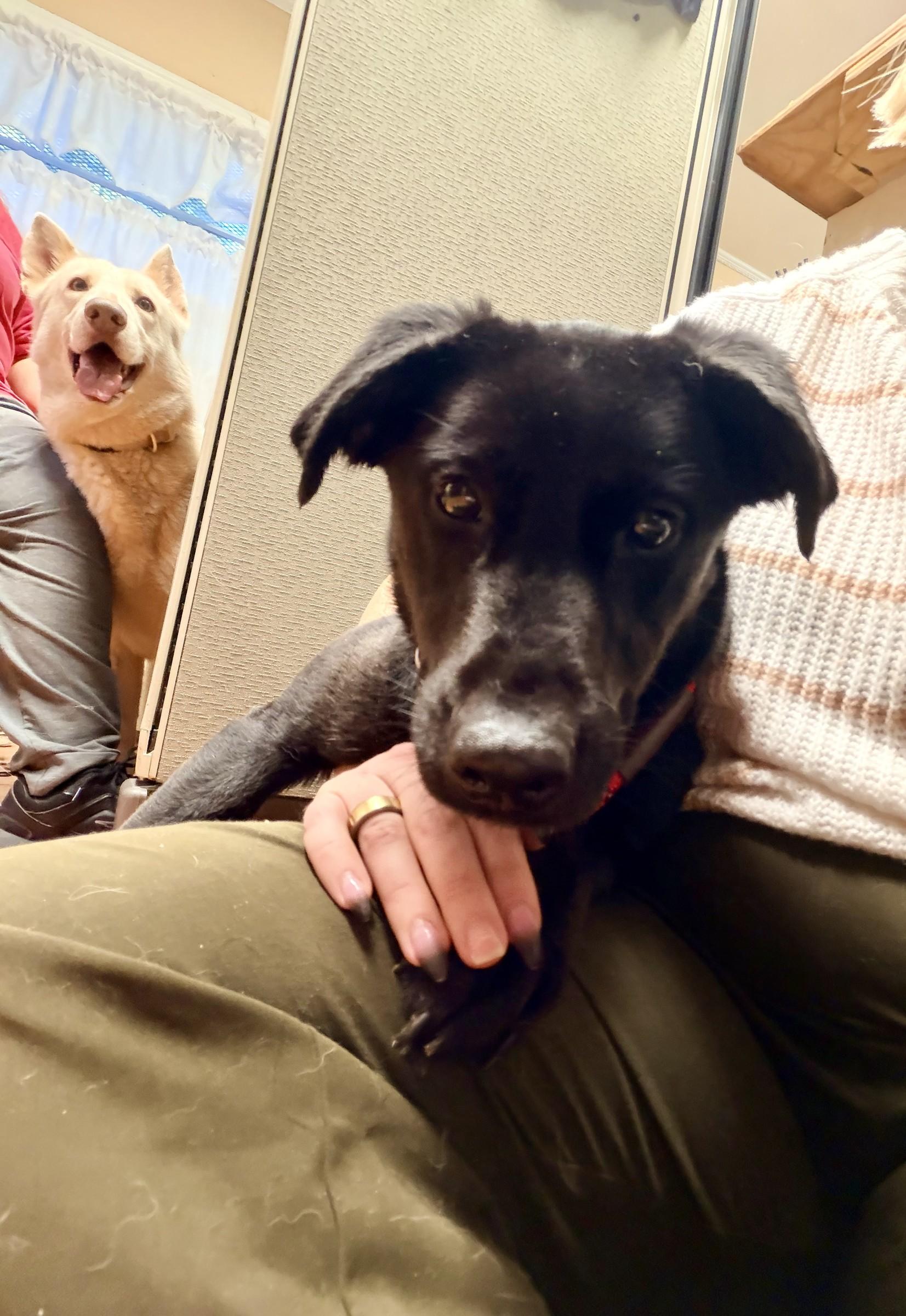 Enlarge Raisin, a Adoptable mixed breed in Petersburg, VA image 3/6