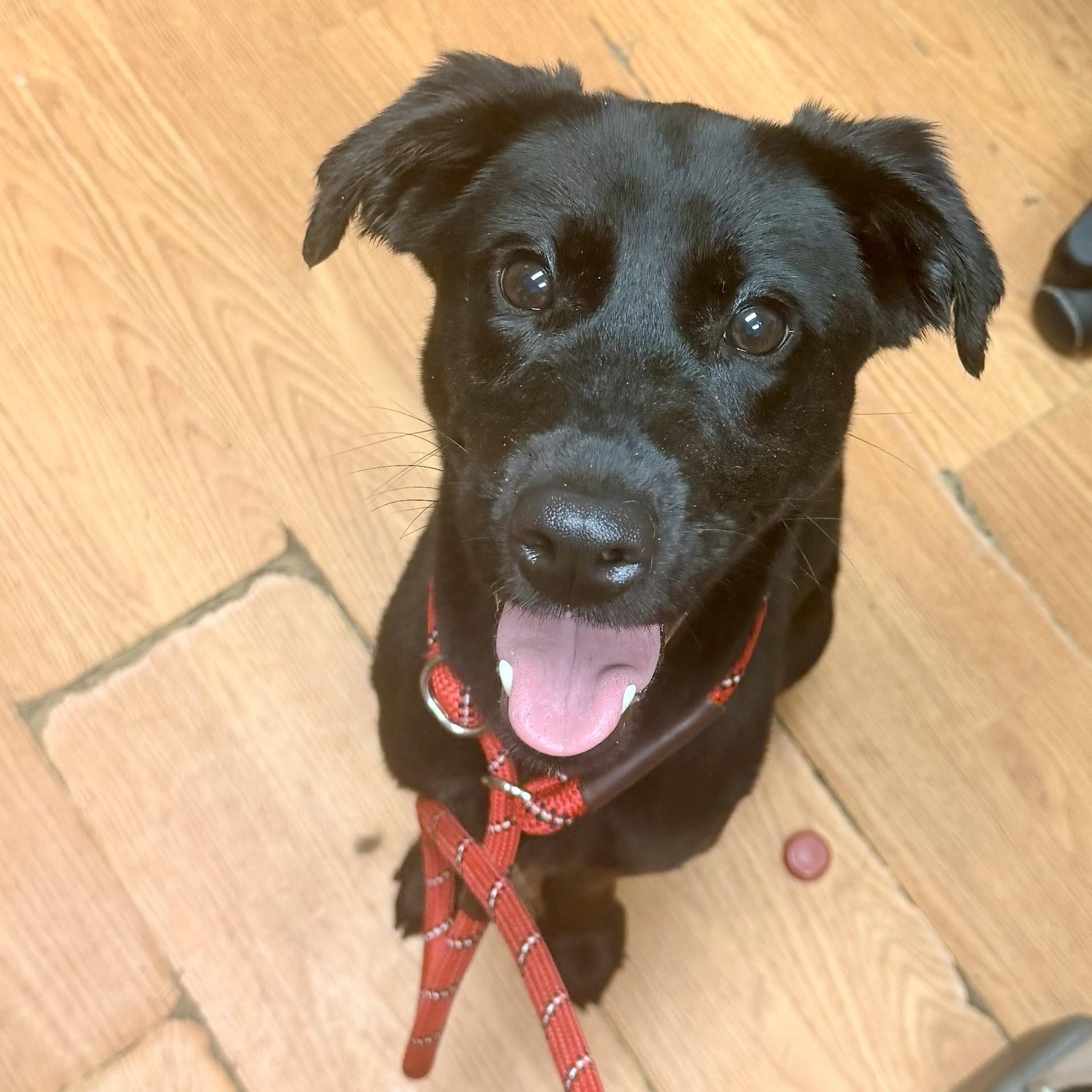 Raisin, Adoptable, Puppy Female Black Labrador Retriever.