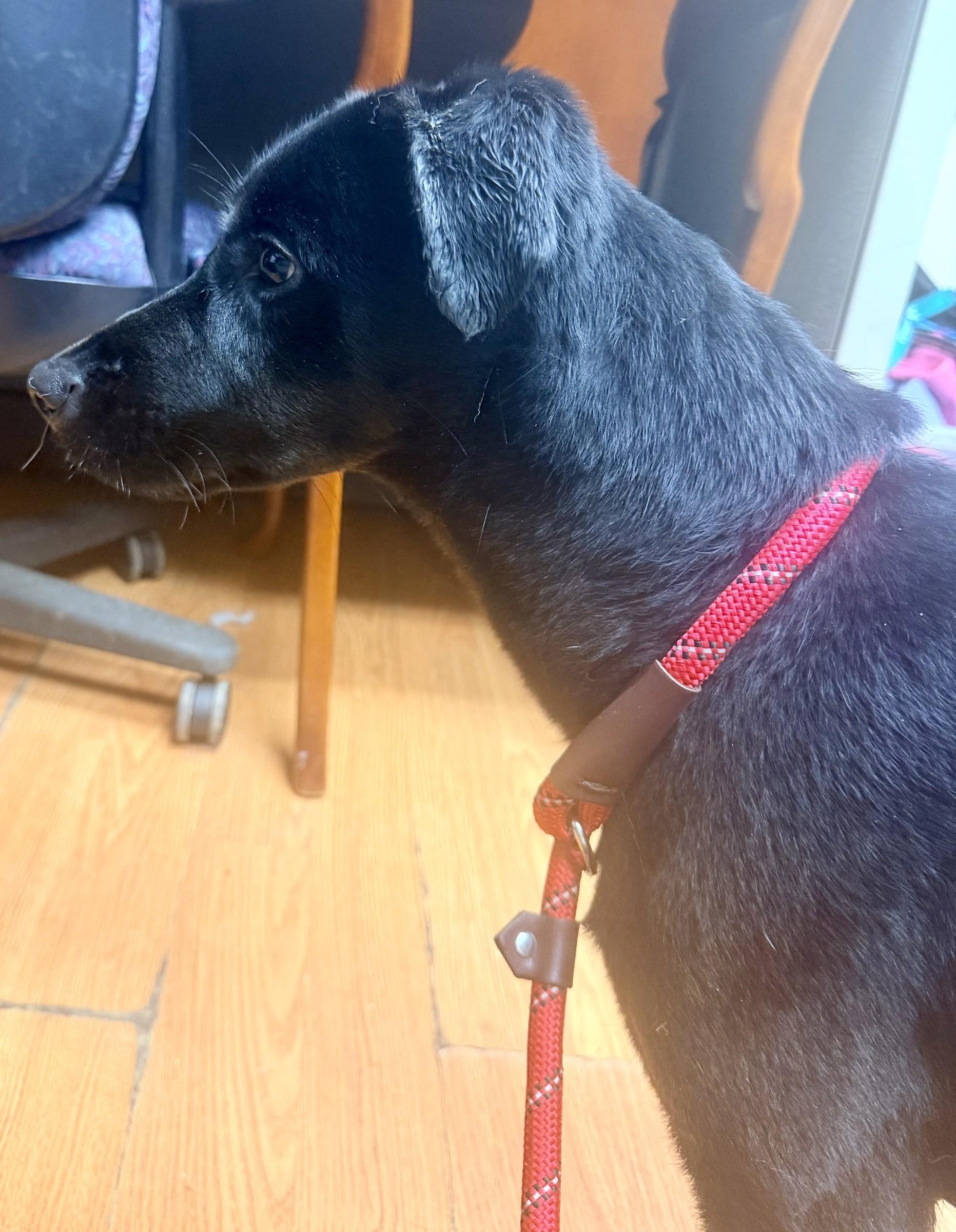 Enlarge Raisin, a Adoptable mixed breed in Petersburg, VA image 6/6