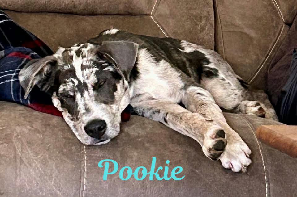 Enlarge POOKIE, a ADOPTABLE mixed breed in Madisonville, LA image 2/2