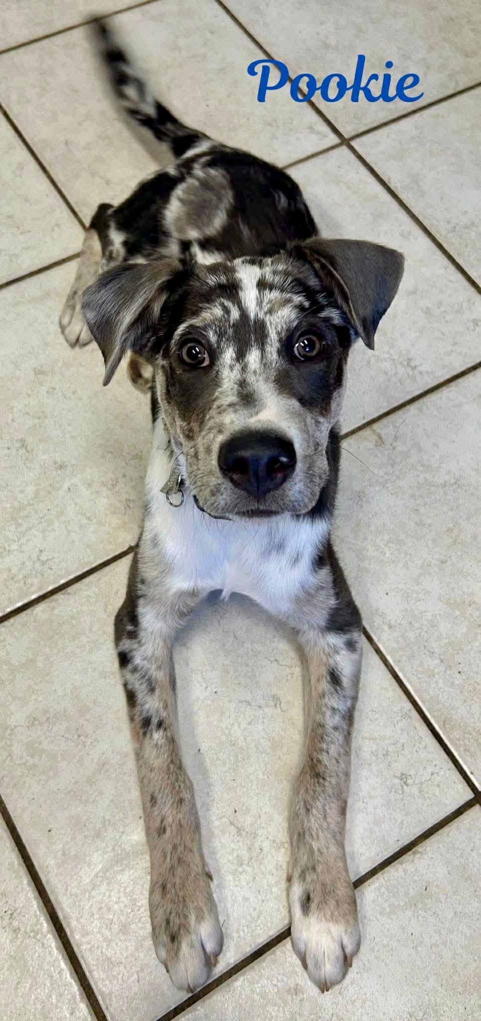 POOKIE, ADOPTABLE, Puppy Male Catahoula Leopard Dog & Labrador Retriever.