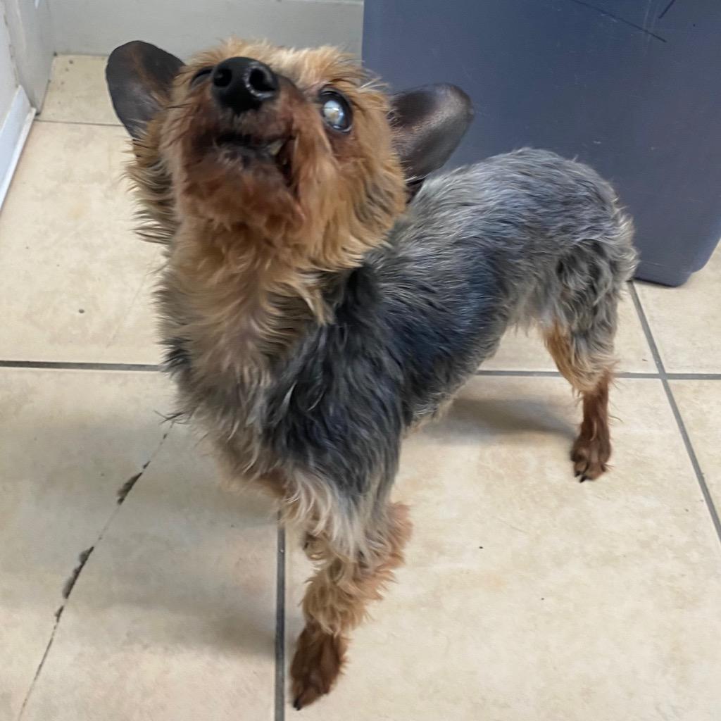 Frederick, Adoptable, Senior Male Yorkshire Terrier.