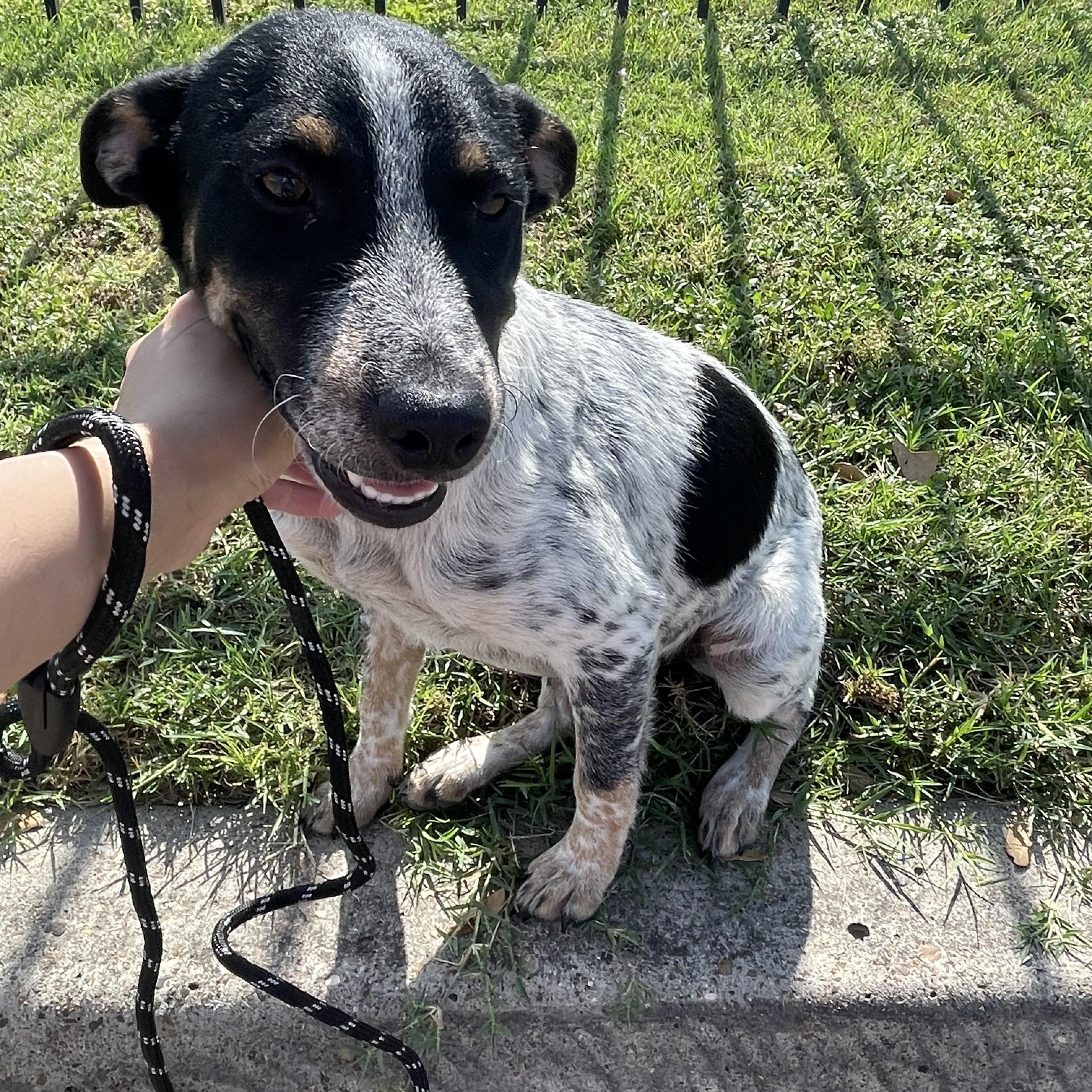 Minny, an adopted mixed breed in Pittsburgh, PA image 4/4