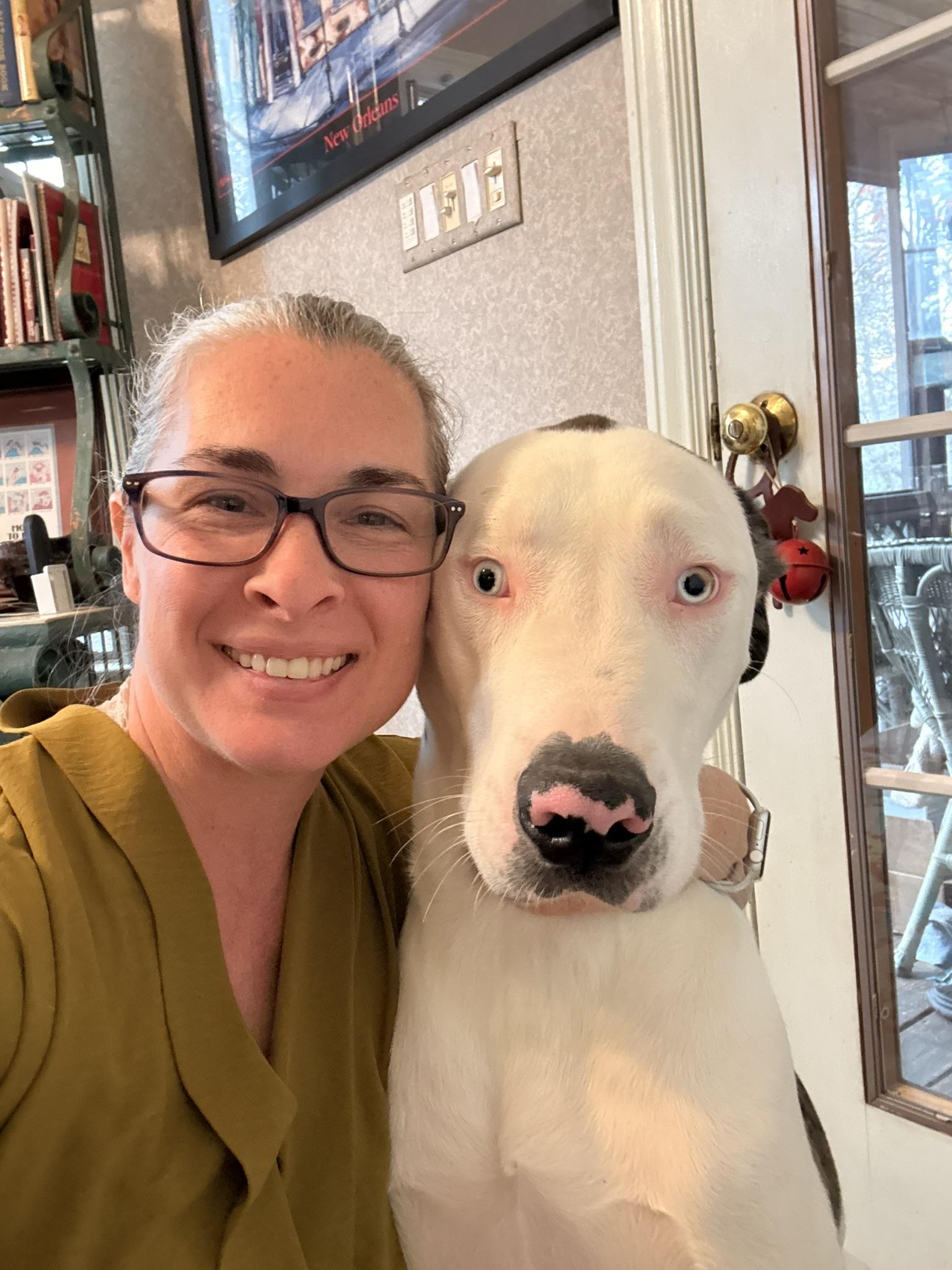 Frankie - courtesy post , ADOPTABLE, Adult Male Great Dane.