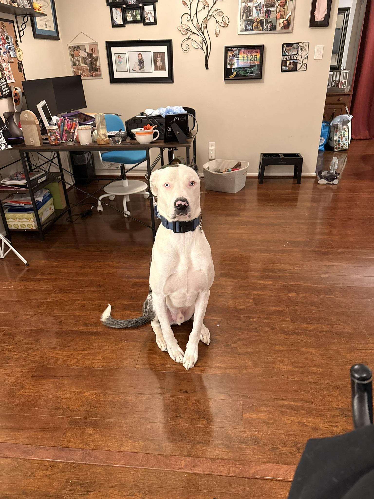 Enlarge Frankie - courtesy post , a ADOPTABLE mixed breed in Columbia, MD image 3/3