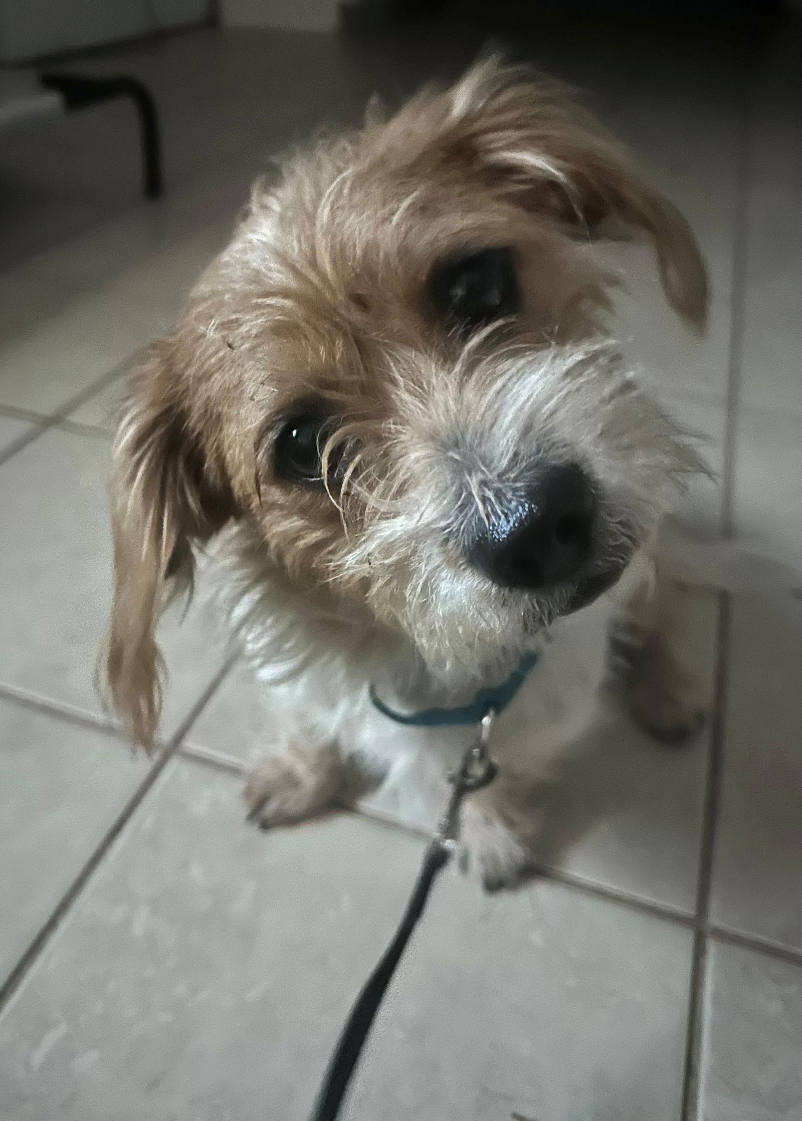 Enlarge Henry, a Adopted Dachshund in Austin, TX image 2/3