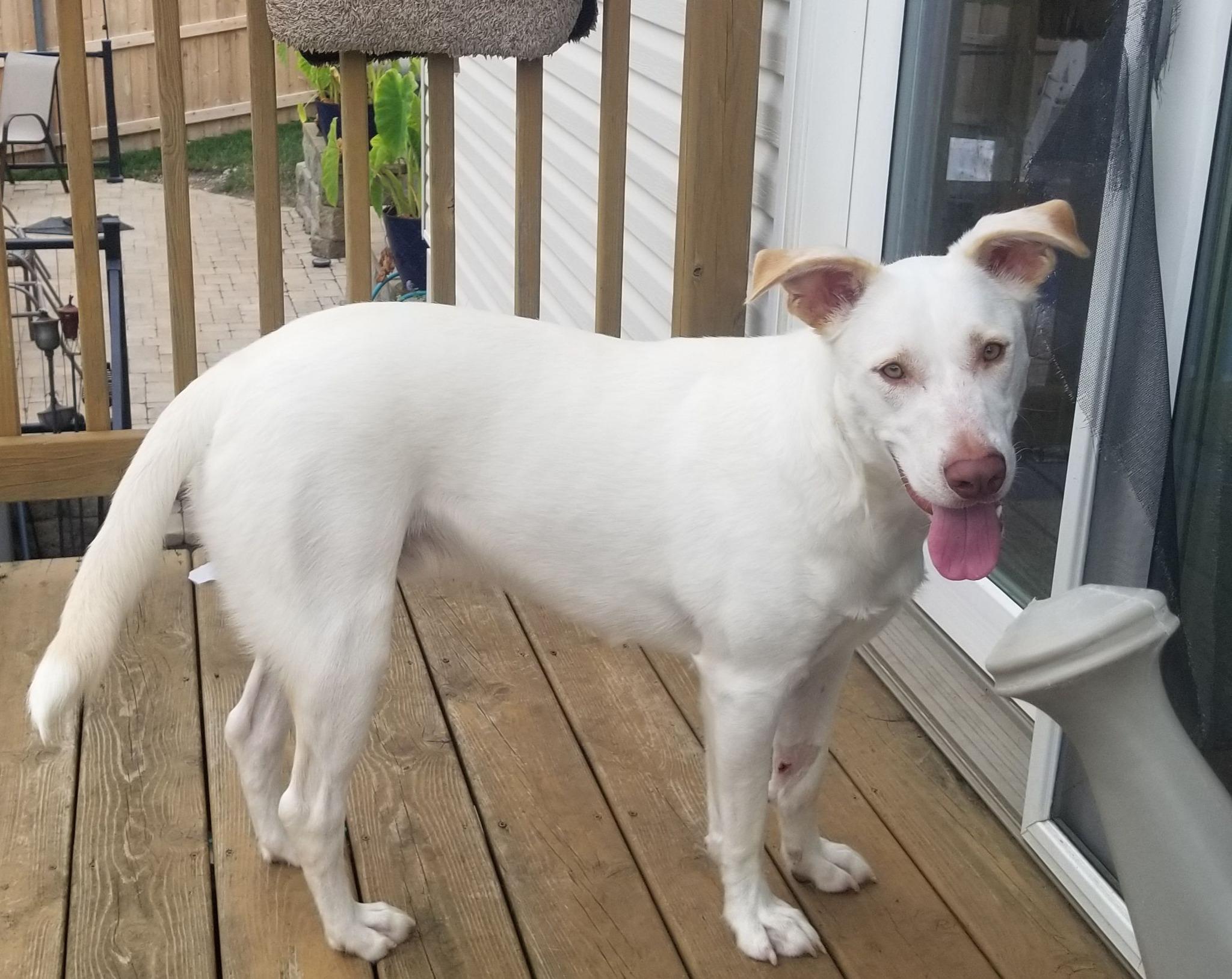 FOGGY, Adoptable, Young Male Labrador Retriever & Husky.