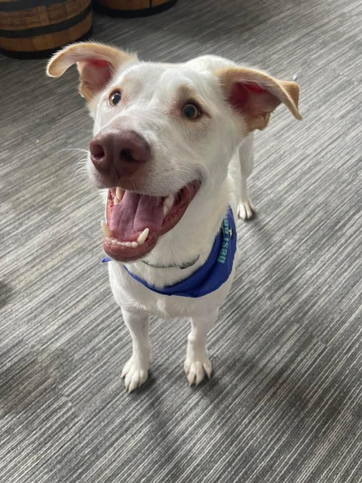 FOGGY, a Adoptable mixed breed in Lincoln, NE image 3/6