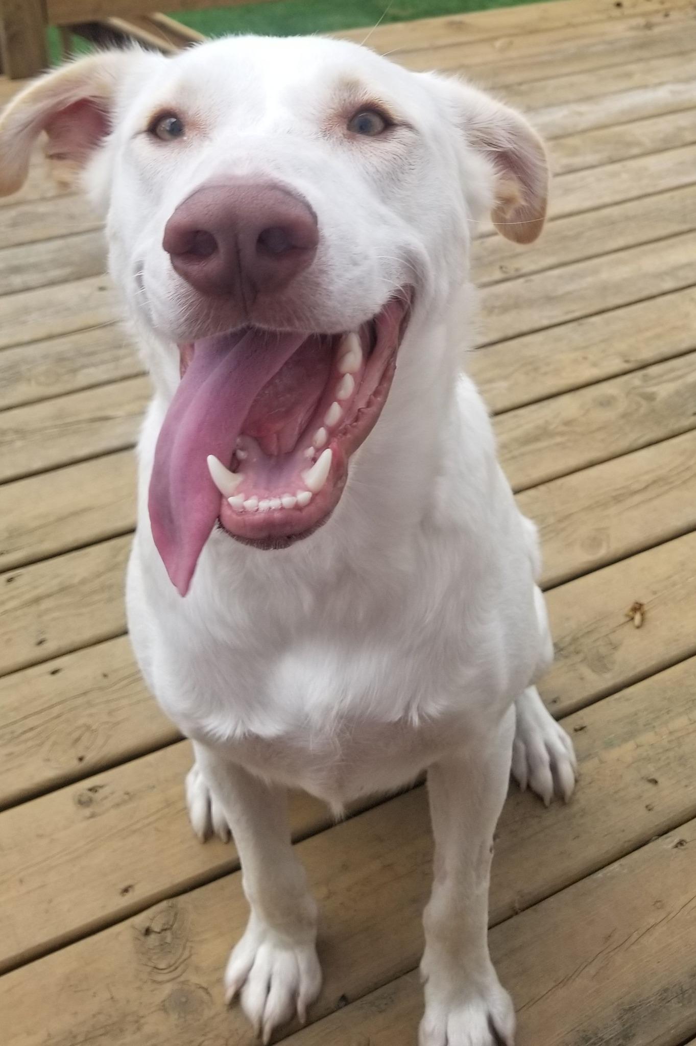 FOGGY, a Adoptable mixed breed in Lincoln, NE image 4/6