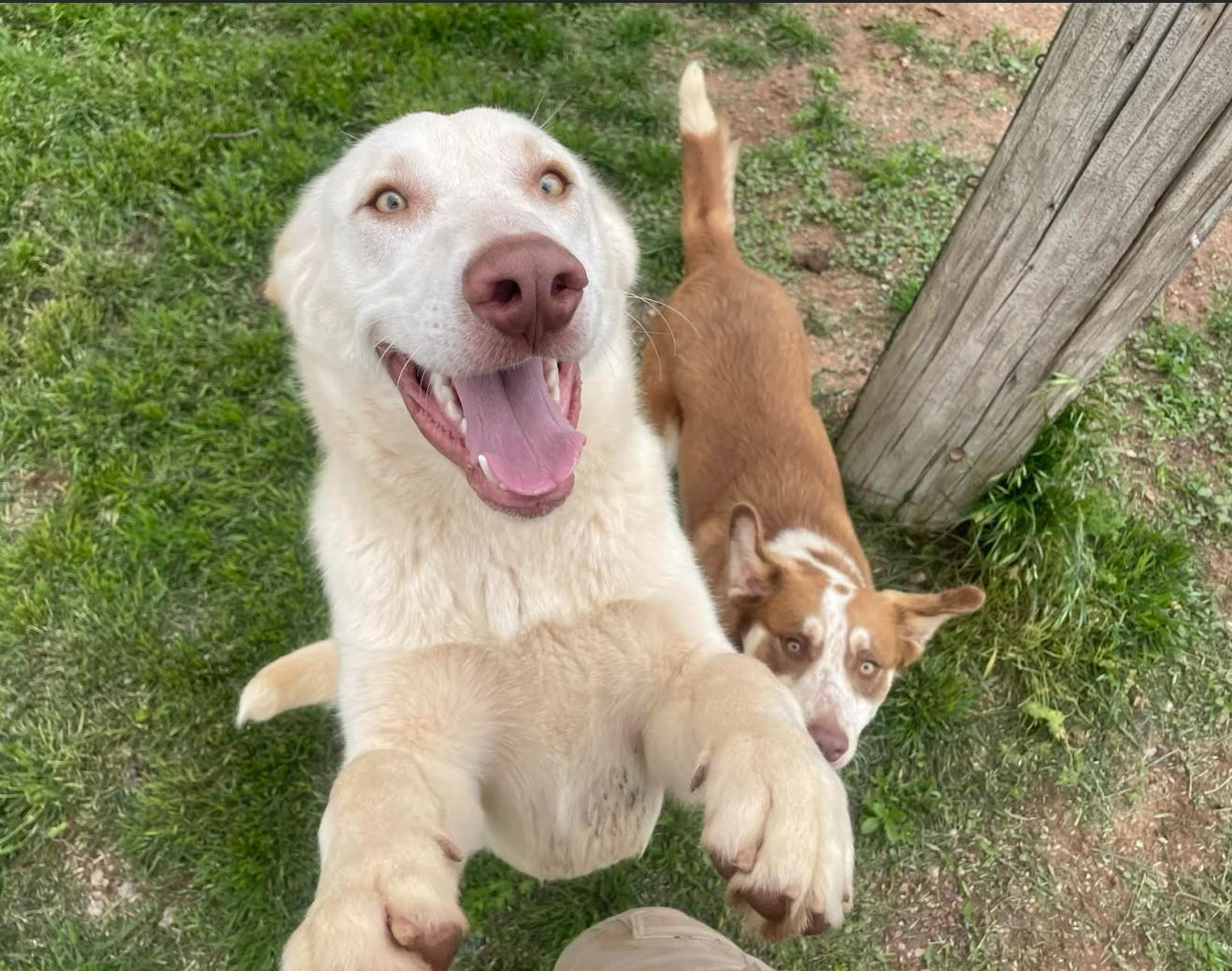FOGGY, a Adoptable mixed breed in Lincoln, NE image 5/6