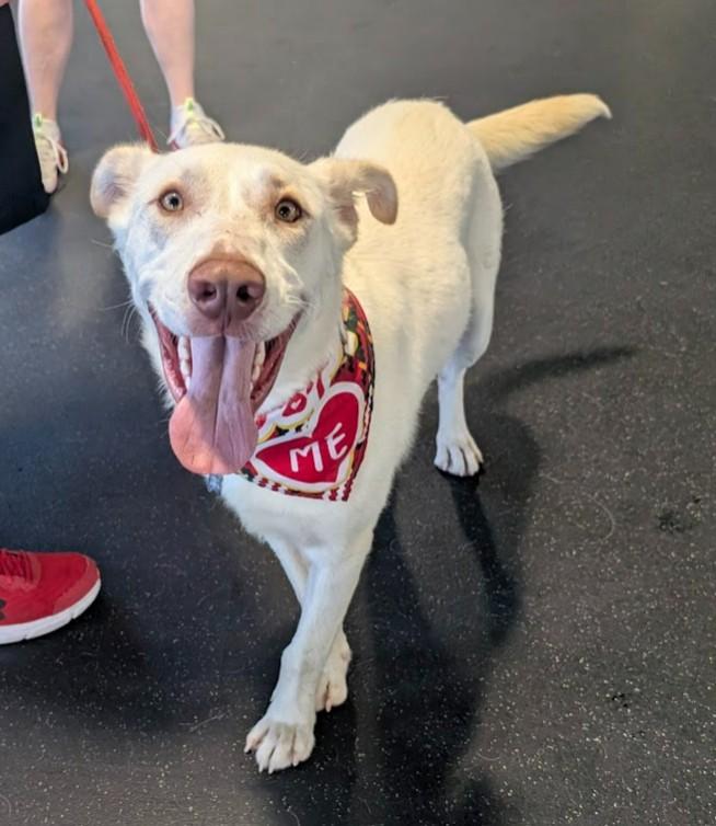 FOGGY, a Adoptable mixed breed in Lincoln, NE image 6/6