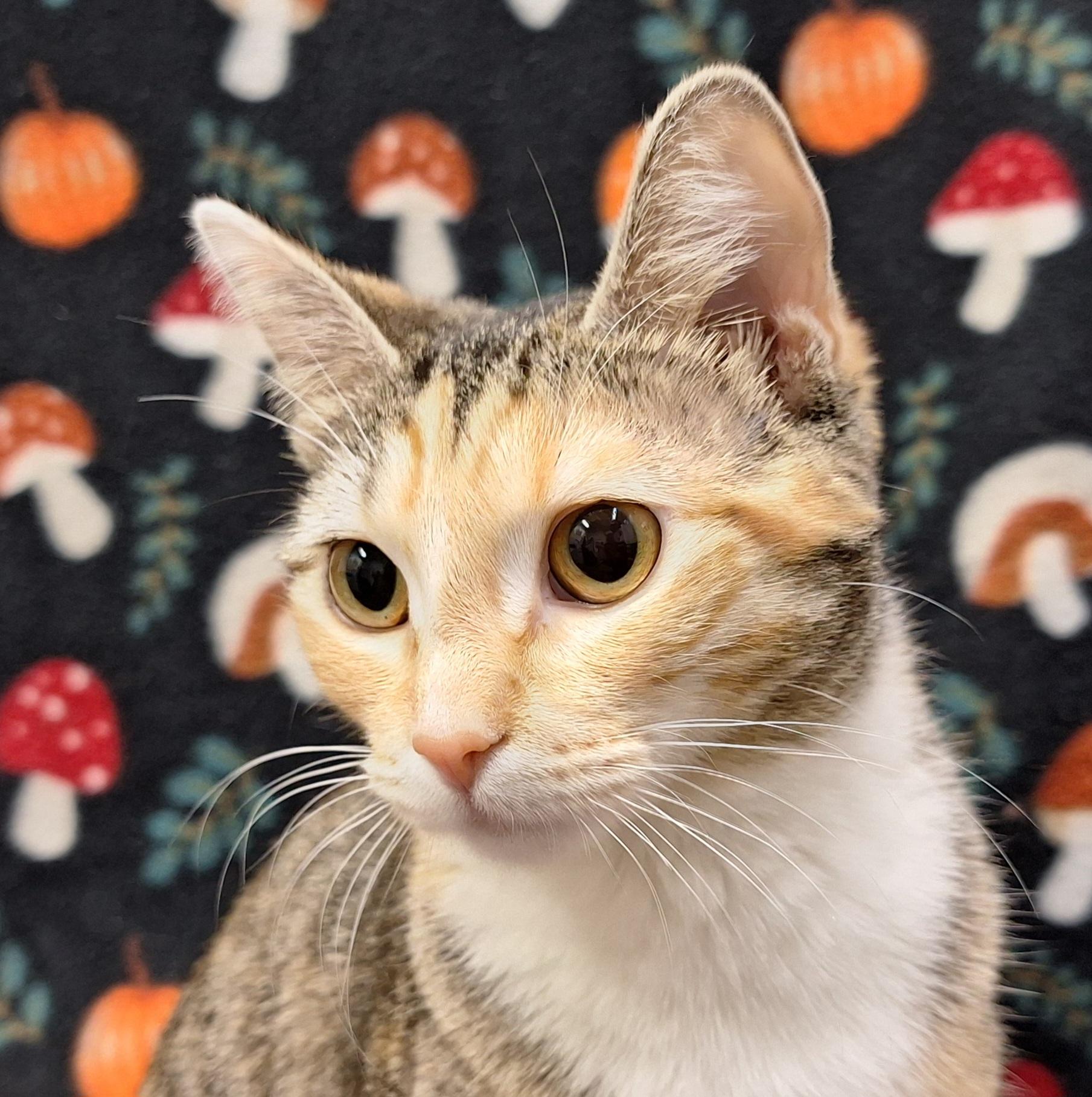 Moon, an adopted mixed breed in Payson, AZ image 4/4