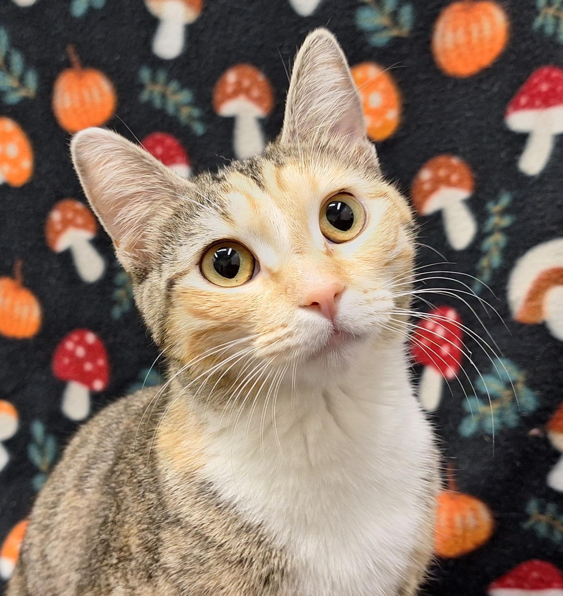 Moon, adopted, Young Female Domestic Short Hair.
