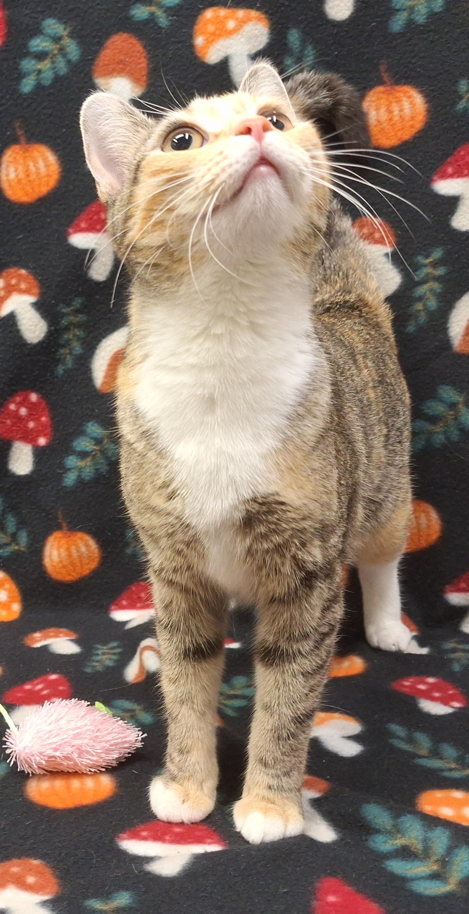 Moon, an adopted mixed breed in Payson, AZ image 2/4