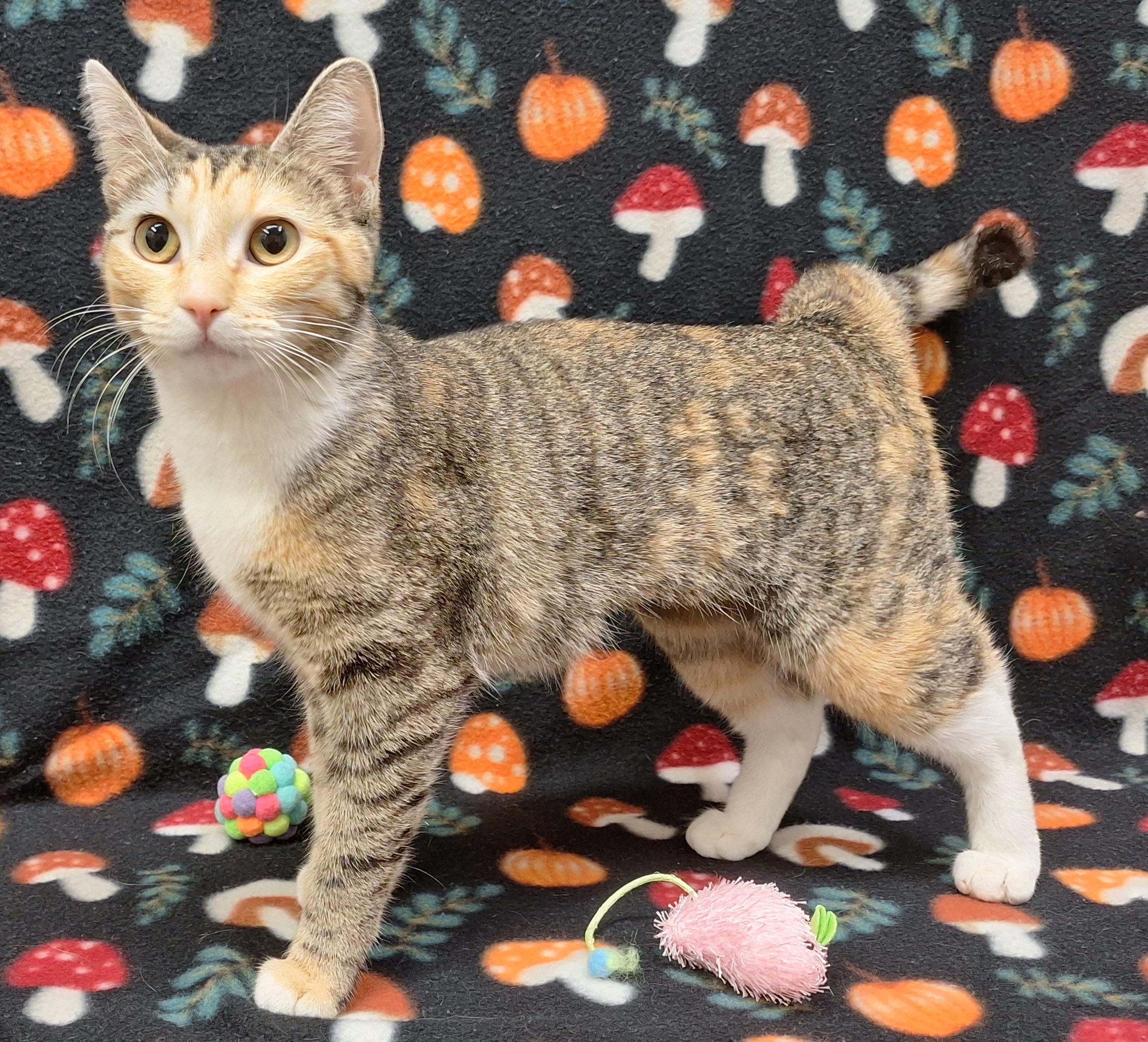 Moon, an adopted mixed breed in Payson, AZ image 3/4