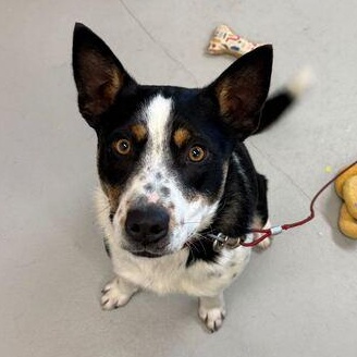 Enlarge Dart, a ADOPTABLE mixed breed in Driggs, ID image 2/4