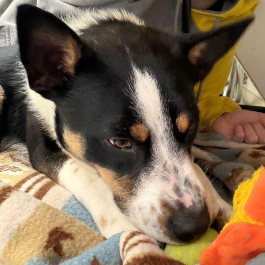 Enlarge Dart, a ADOPTABLE mixed breed in Driggs, ID image 3/4