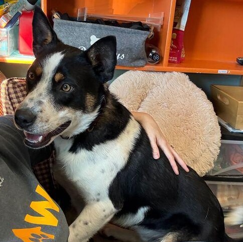 Dart, ADOPTABLE, Young Male Cattle Dog & Border Collie.